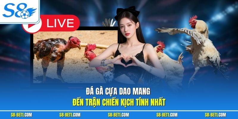 Đá gà cựa dao mang đến trận chiến kịch tính nhất