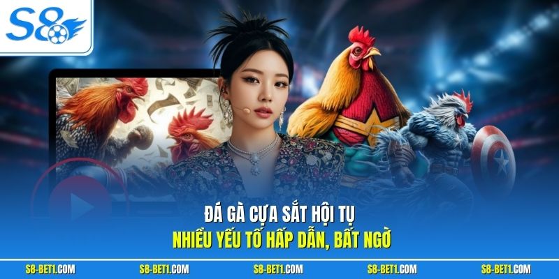 Đá gà cựa sắt hội tụ nhiều yếu tố hấp dẫn, bất ngờ